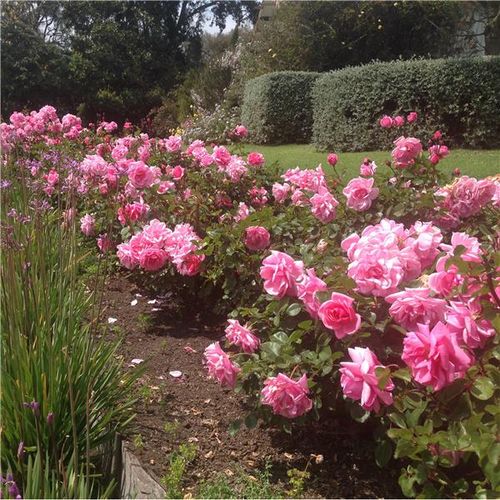 Shop, online rose floribunde - rosa - Rosa Milrose - rosa dal profumo discreto - Georges Delbard, Andre Chabert - Fiori rosa a grappolo fiorito e bordure rosa. Può essere piantato in un aiuola mescolato con piante perenni.